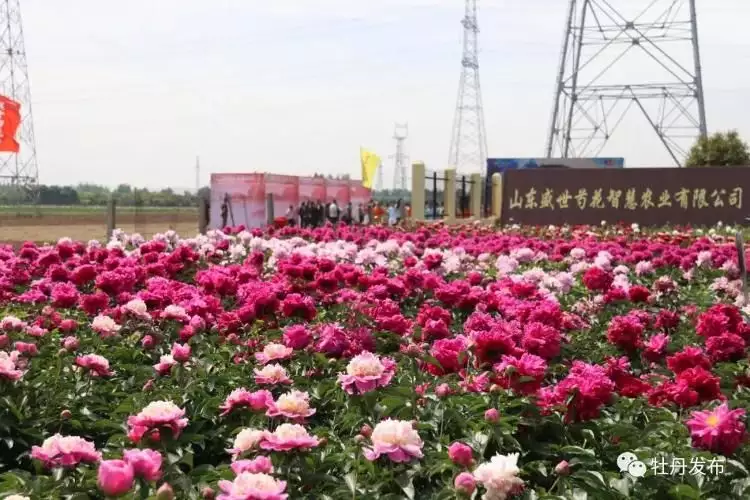 假花（野花生草的功效与作用图片）