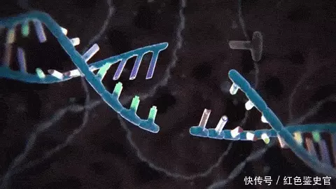 章鱼有9个大脑能编辑基因，智商高到无法理解，为啥没发展出文明为何地球选择碳基生命？