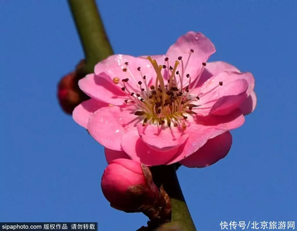 花的资料（桃花的所有资料[小学]） 第4张