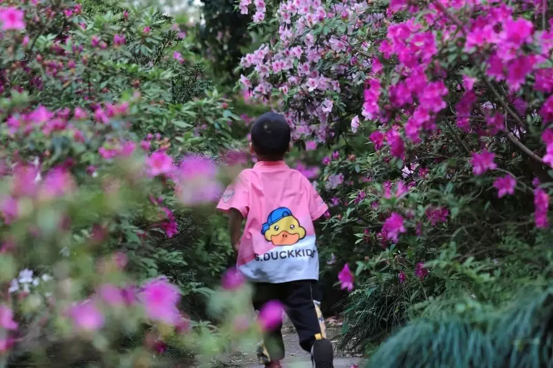 踯躅花（踯躅花开红照水,鹧鸪飞绕青山觜） 第5张