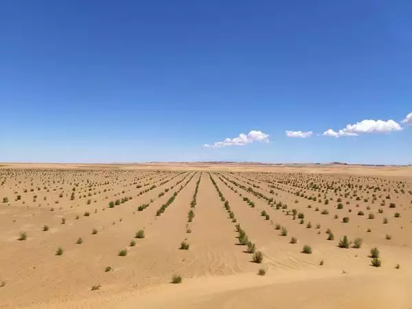 梭梭树（梭梭树肉苁蓉和红柳肉苁蓉的区别） 第1张