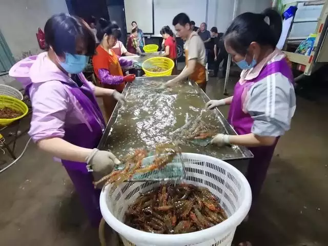 竹节虾（竹节虾学名是什么） 第3张