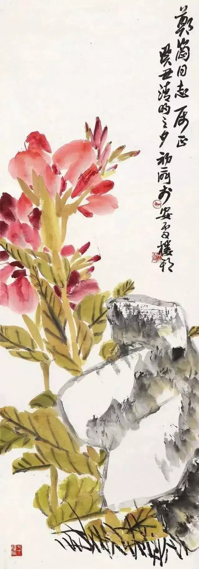 这都可以？（美人蕉）美人蕉种子的种植方法视频 第9张