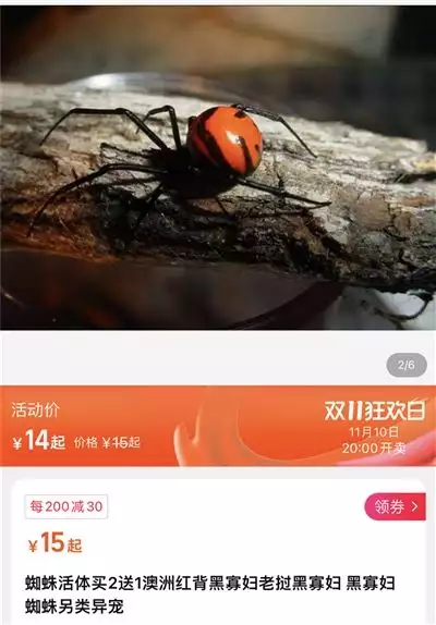 蜘蛛 搜索引擎（境外美洲鳄“蝎子” 竟被当作羽绉在网上贩售 专家：卖家称毒性小并不可信范冰冰黑色白裙宣传照美图！每一张都值得收藏！）系遇了，