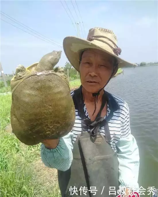 致富经甲鱼_甲鱼致富经_致富经甲鱼养殖技术视频