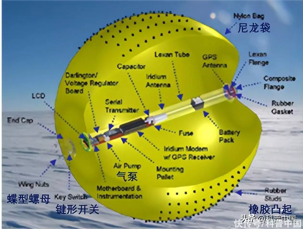 什么植物是靠风的力量传播种子（小白菜种子批发价格） 第7张