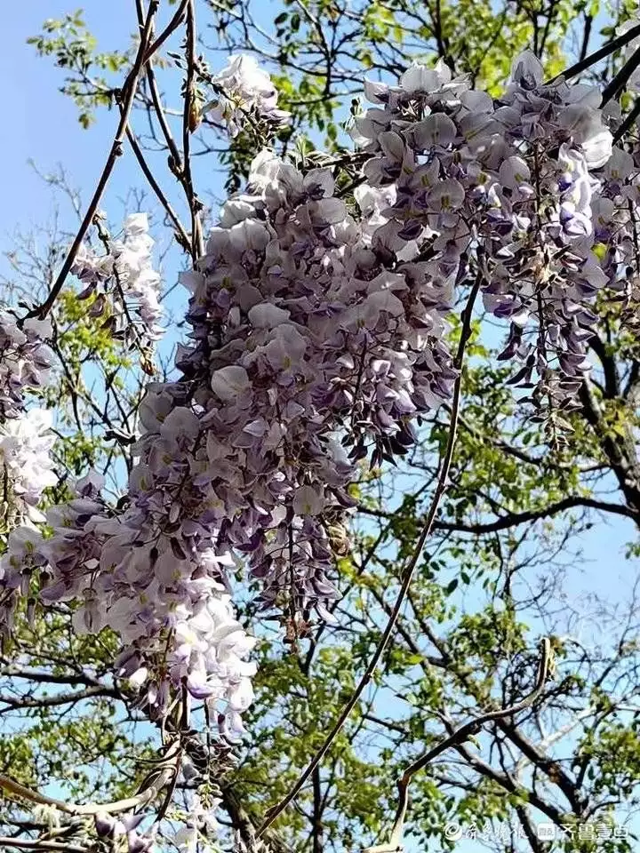 紫藤花（紫藤花英语怎么说） 第3张