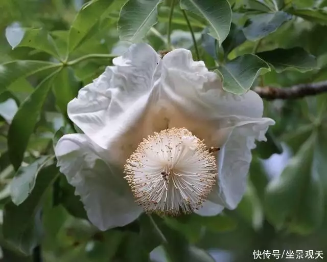 面包树（面包树产自哪个国家的植物） 第7张