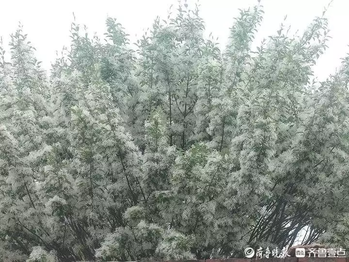 花前对什么（花前对什么词语一年级） 第1张