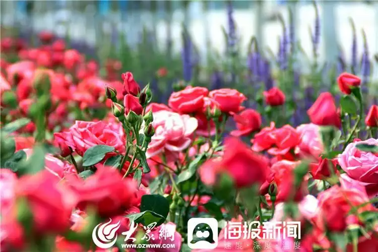 莱州月季花（莱州月季花什么时候开） 第9张