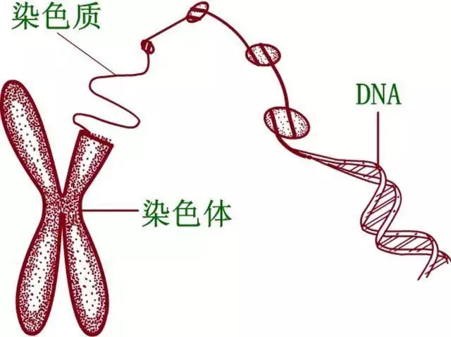 尼斯湖水怪真的存在吗（尼斯湖水怪是真的） 第5张