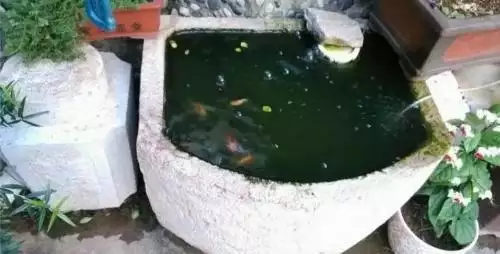 迷你鹦鹉鱼能长多大_迷你鹦鹉鱼图片_迷你鹦鹉鱼吃植物