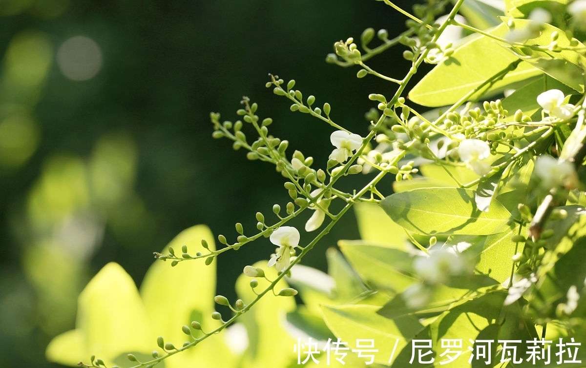 《故都的秋》:槐树的落蕊是什么?它又是怎样体现“清静悲凉”的_【快资讯】