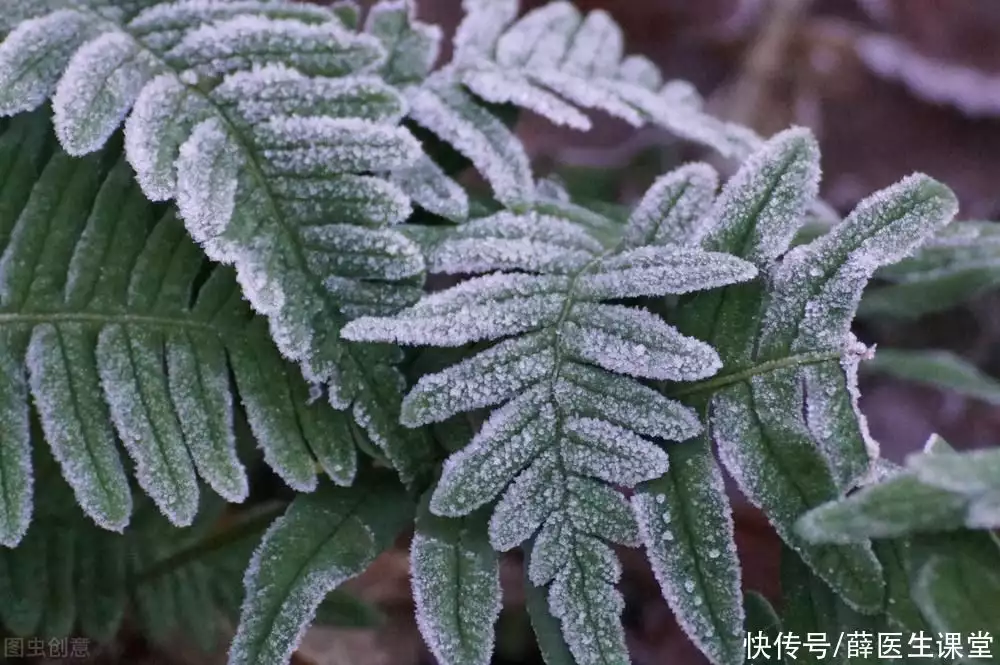 狗肉怎么做好吃（狗肉的做法大全 狗肉怎么做好吃） 第1张