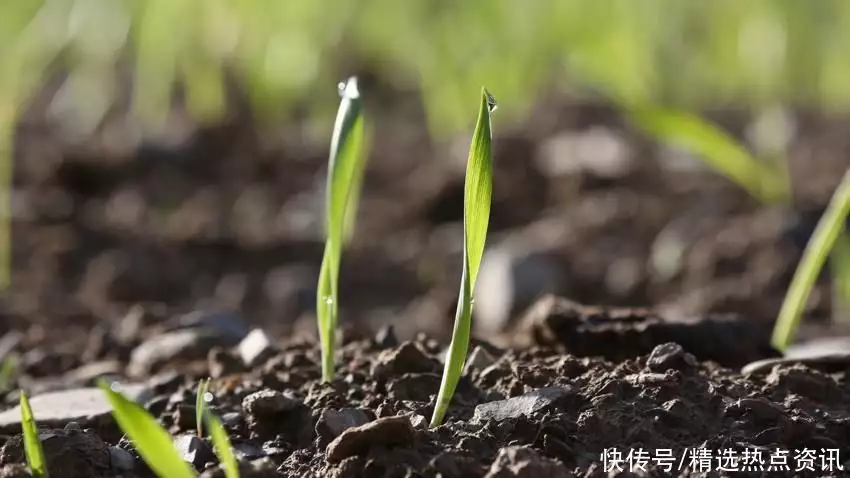 青稞饼（青稞饼怎么做才能变成绿色） 第3张