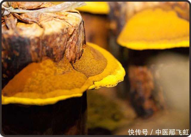 桑黄的功效与作用_【快资讯】