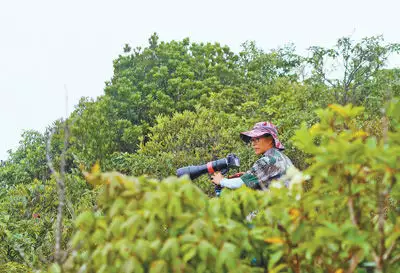 不看后悔（返景入深林的下一句是什么）返景入深林的下一句是什么诗