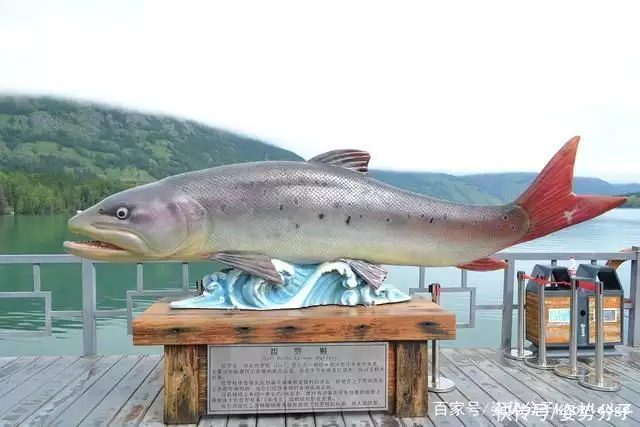 喀纳斯湖水怪真实现身震惊全世界（喀纳斯湖水怪真实现身震惊全世界） 第8张