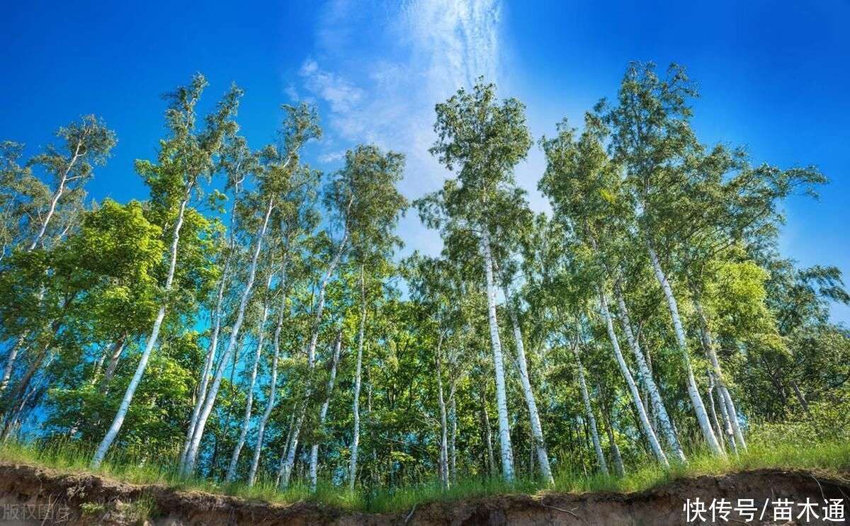 白桦树汁的作用和功效,这些你都了解了吗?_【快资讯】