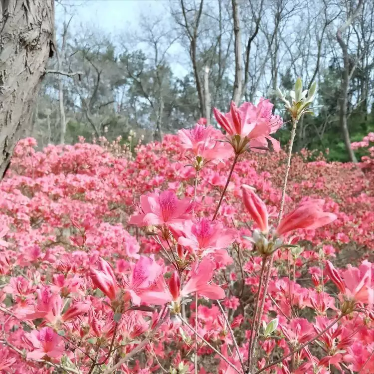 蓼子花（蓼子花海） 第6张