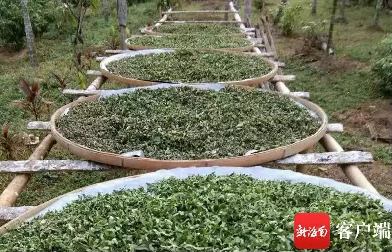 致富种植什么比较赚大钱_致富种植专业合作社_致富经种植