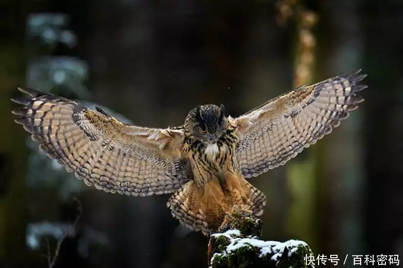 大白鲨（虎鲸和大白鲨谁体型大） 第11张