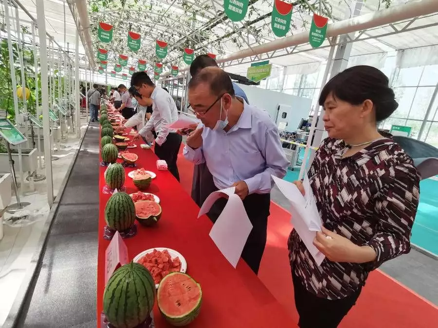 奔走相告（植物资源非遗申请）非物质遗产申请报告范文 第3张