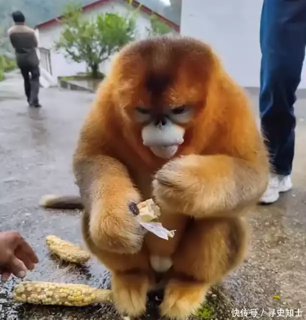 National Treasure Treatment!One golden monkey in Shaanxi to find the villagers to ask for food, and eat what to eat for whatever