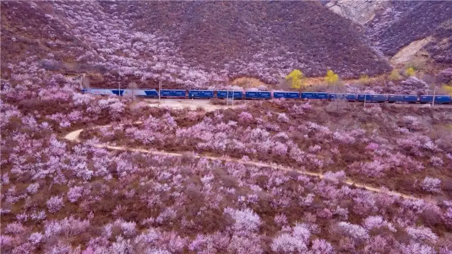 天下风物——《列车穿过花海驶向春天深处看看春天的铁道线到底有多美》风光题照