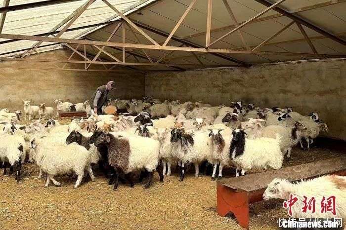 家畜养殖全流程指南:从牛羊饲养到活畜批发的实战要点