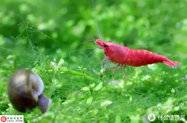 樱花虾（樱花虾抱卵之后怎么养） 第10张