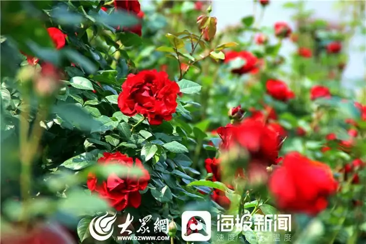 莱州月季花（莱州月季苗批发基地） 第11张