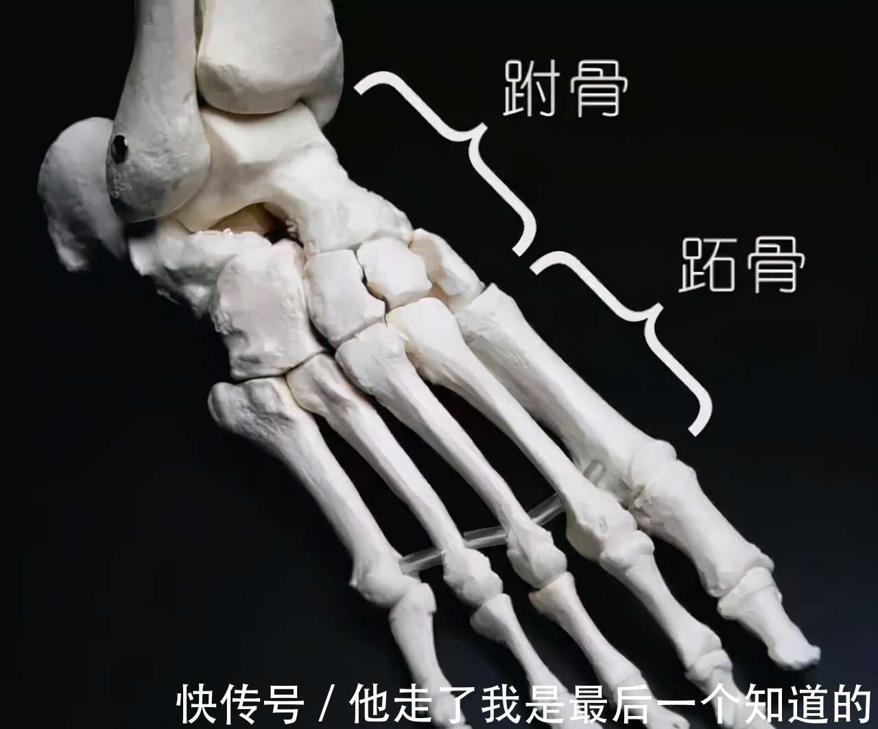 人体共有206块骨头，中国人普遍只有204块，那两块去哪了？_【快资讯】