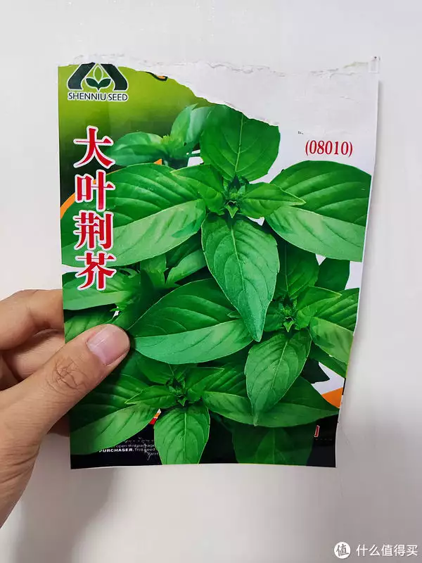 荆芥菜（荆芥菜在外地叫什么） 第2张