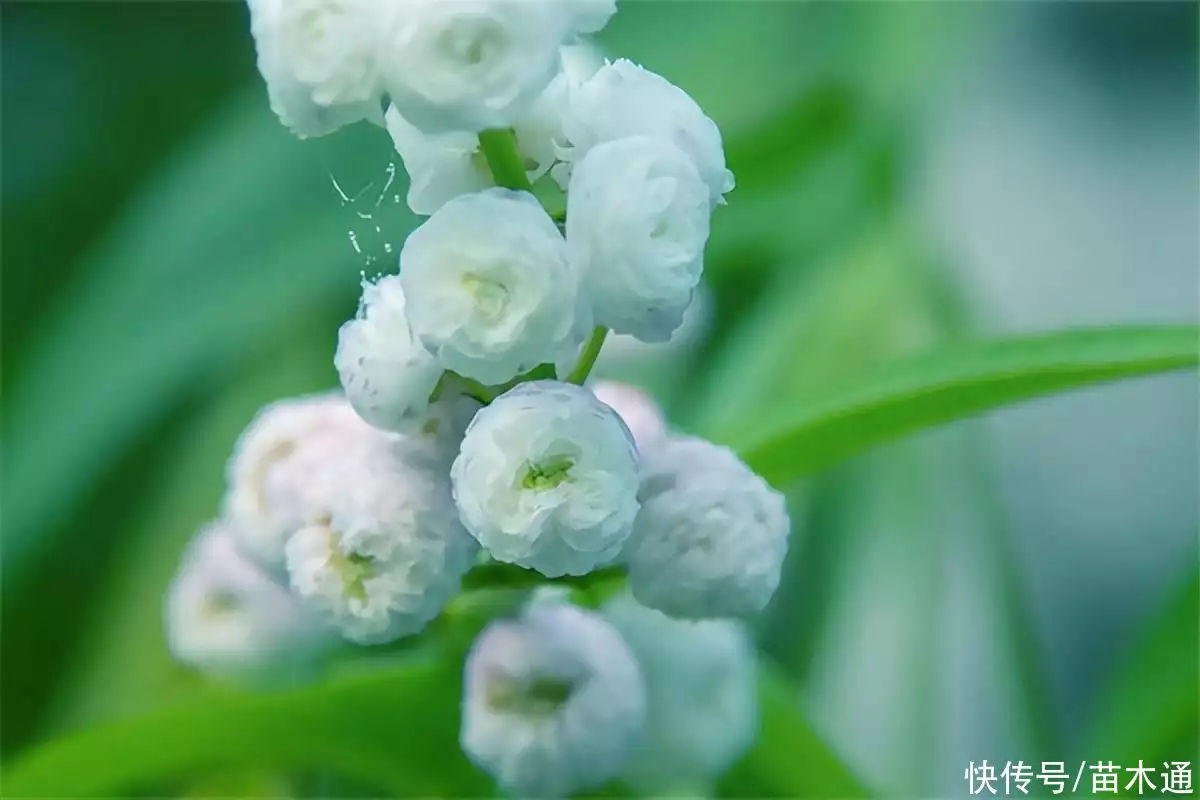 慈菇（慈菇的做法简单） 第1张