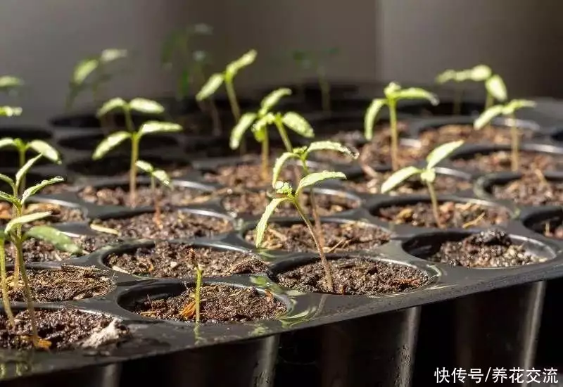 番茄种子（番茄种子怎么种植） 第4张