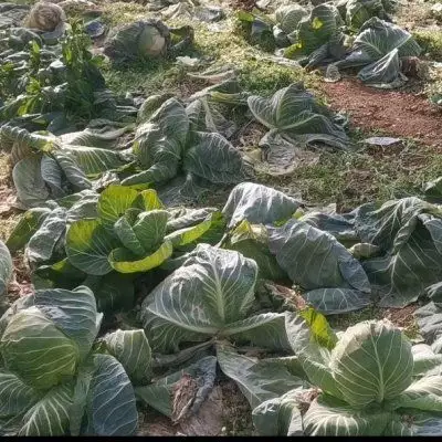 羊肉煲的做法（羊肉煲的做法及配料窍门窍门） 第2张