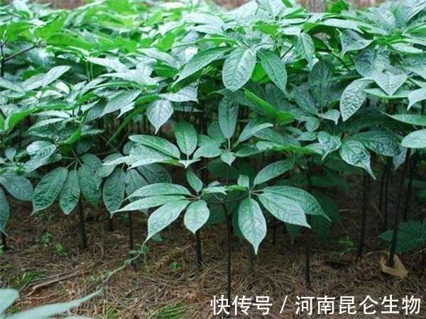 三七根腐病防治如何做?种植三七预防根腐病用根小子水溶肥灌根咋样_【快资讯】