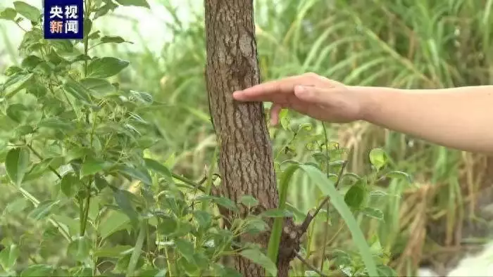 广东鳄鱼暴雨中出逃已抓回36条（奉化到上海汽车时刻表） 第1张