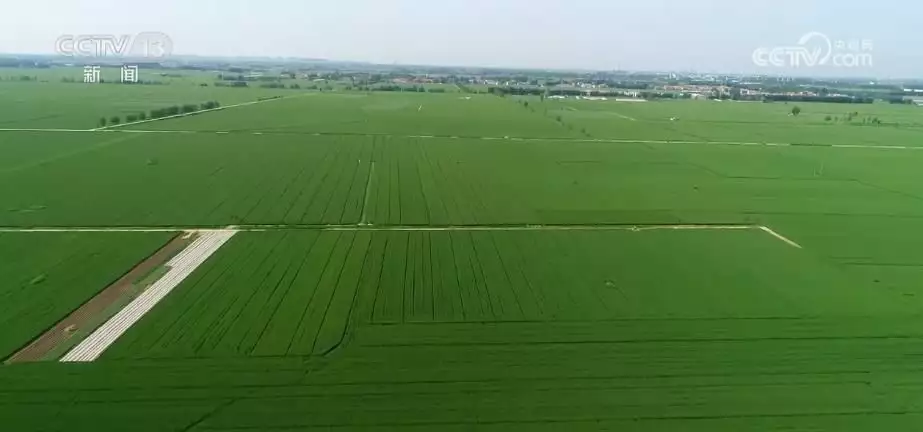 牧草种子（牧草种子学电子书） 第4张