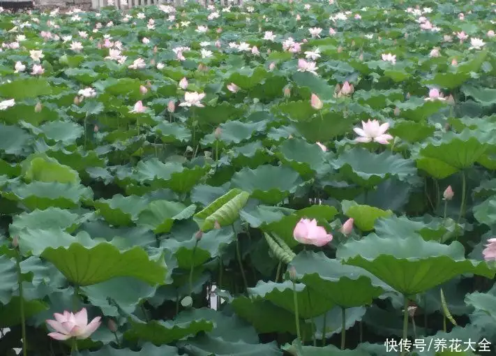 七叶一枝花的功效与作用（七叶一枝花的功效与作用的功能与主治） 第1张