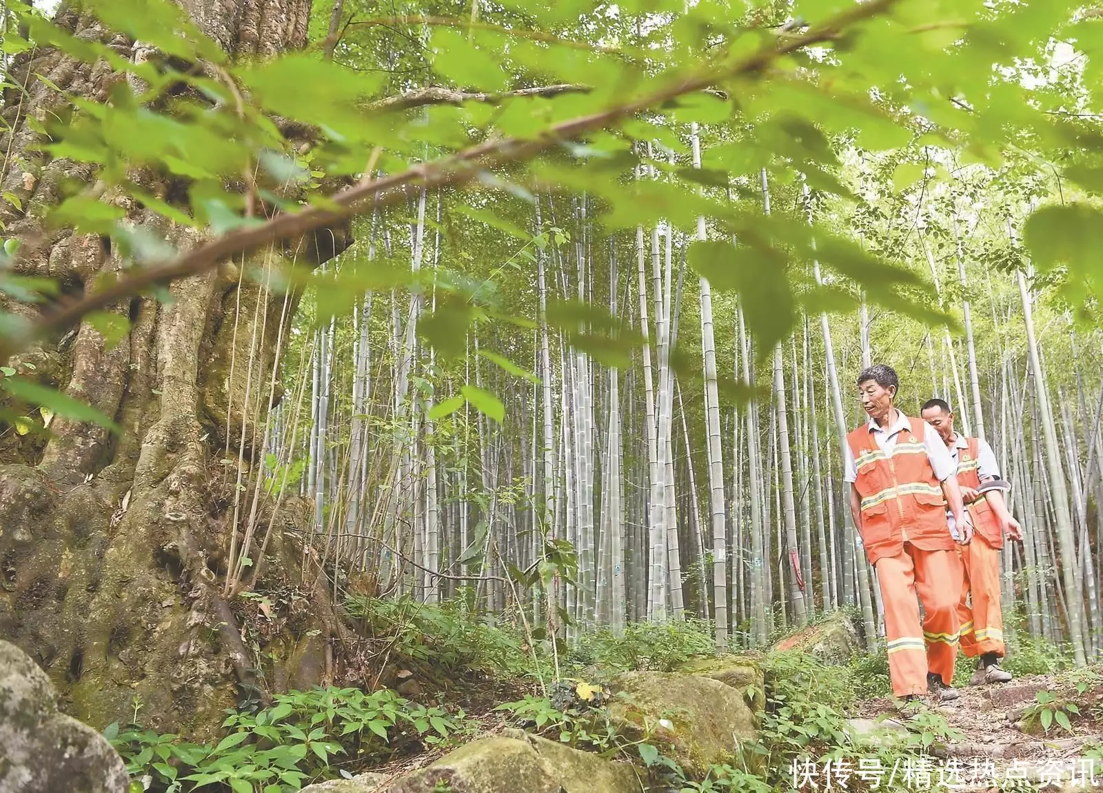 大花石上莲（大花石上莲是国家保护植物吗为什么） 第8张