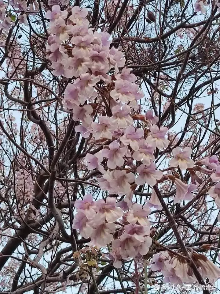 梧桐树（梧桐树絮状物） 第3张