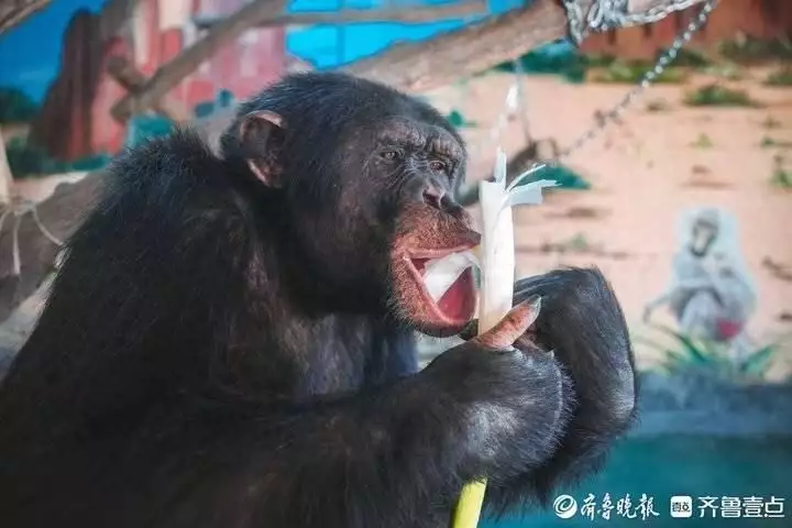 African orangutan fell in love with Zhangqiu green onions, animal health has a wonderful recruitment article