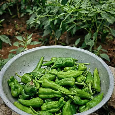 虎皮青椒是哪里的菜（虎皮青椒出自哪里） 第3张