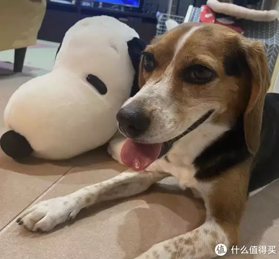 萌宠科普时间—家庭宠物比格犬”