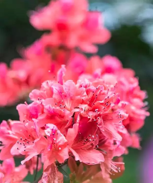 踯躅花（踯躅花 闹洋花） 第14张