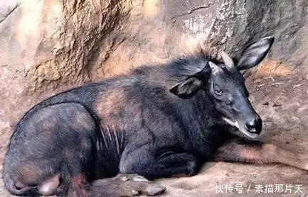 世间未知生物_未知生物电影_未知生物传说
