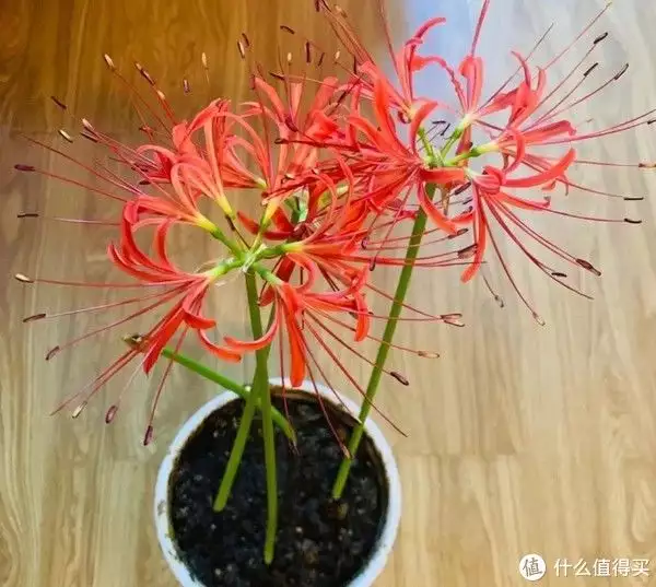 花的种植（夜来香花的照片） 第3张