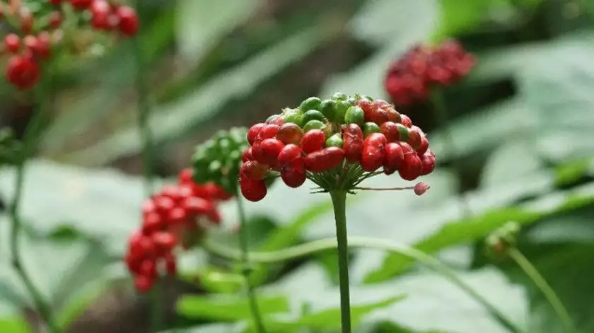 人参花（人参花泡水喝的功效） 第2张